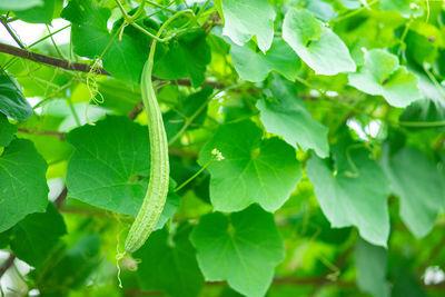 Close-up of fresh green leaves