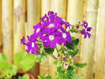 Close-up of purple flowering plant