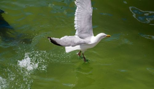 High angle view of seagull flying over lake