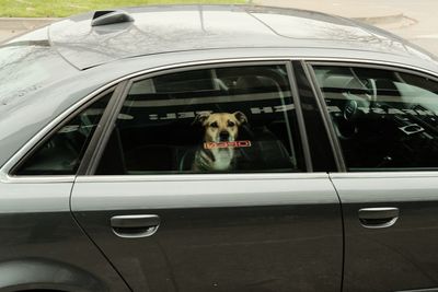 Dog sitting in car window