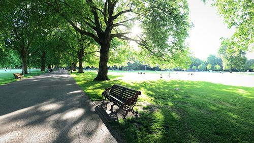 Trees in park