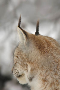 Close-up of lynx