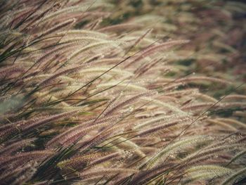Full frame shot of plants