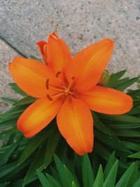 High angle view of orange flower blooming outdoors