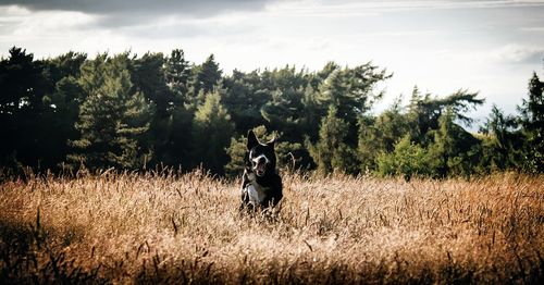 Horse on field against sky