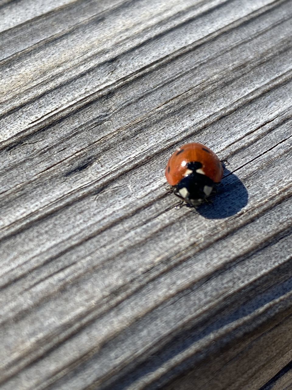 HIGH ANGLE VIEW OF LADYBUG ON WOODEN SURFACE