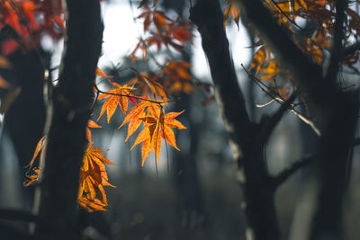 Close-up of autumnal leaves on tree