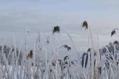 Close-up of snow against sky