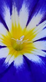 Close-up of blue flower