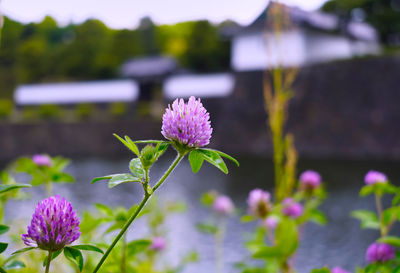 Close-up of pink flowering plant