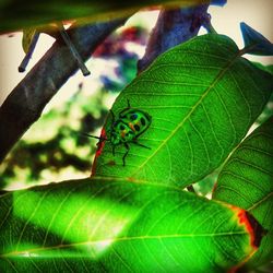 Close-up of leaf