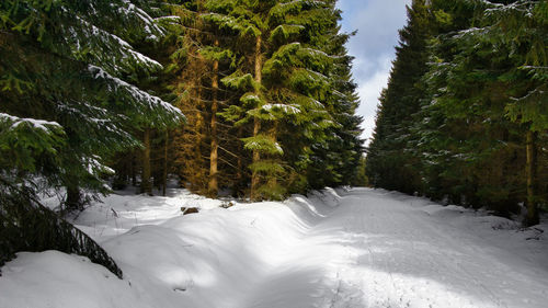 Snow covered land amidst trees in forest