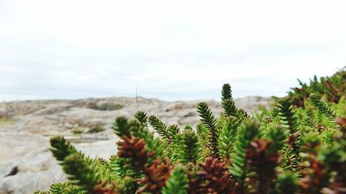 Close-up of plants against sky