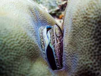 Close-up of fish swimming in sea