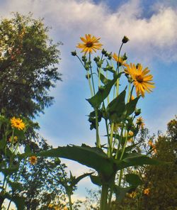 Low angle view of flowers against sky
