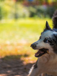 Dog looking away