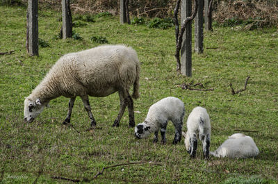 Sheep grazing in a field