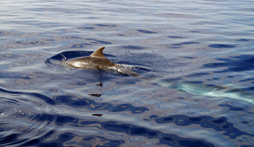 High angle view of bird swimming in sea