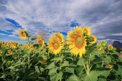 Close-up of yellow flowering plant against sky