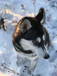 Close-up of a dog on snow