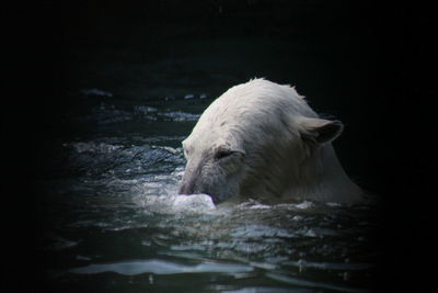 White duck swimming in lake