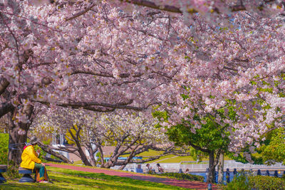 View of cherry blossom tree in park