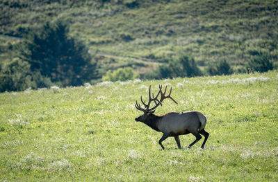 animal