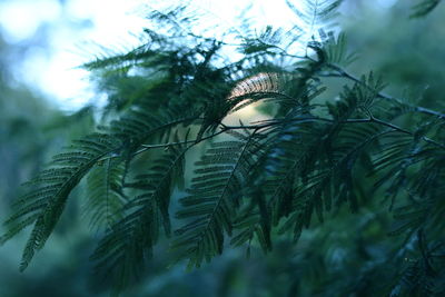 Close-up of fern tree