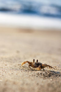 Close-up of crab on beach