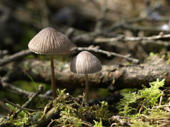 Close-up of mushroom growing on field