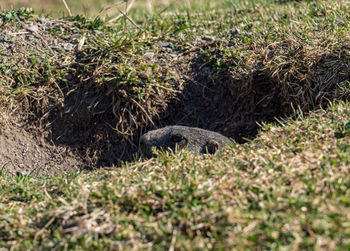 View of an animal on grass