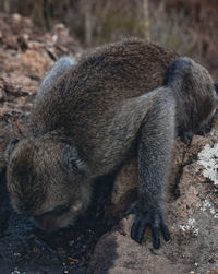 The forest monkey is drinking water.