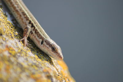 Close-up of a lizard