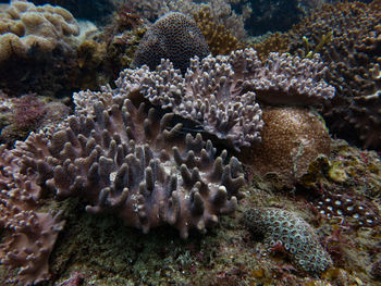 Close-up of coral in sea