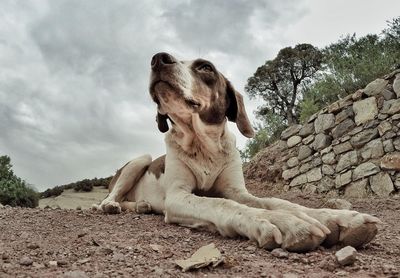 View of a dog on rock against sky