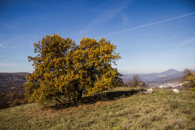 Trees growing on field against sky