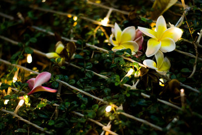 Close-up of flowers blooming outdoors