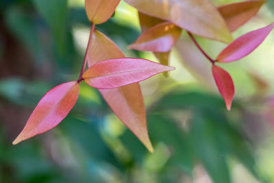 Close-up of pink flowering plant leaves