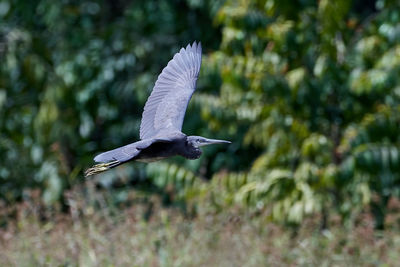 View of a bird flying