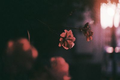 Close-up of flowers against blurred background