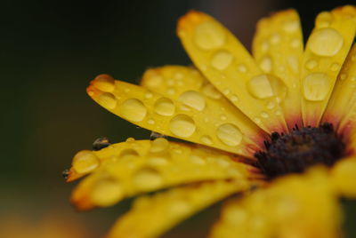 Close-up of wet yellow flower