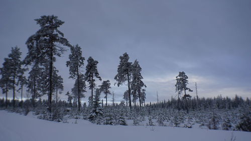 Trees on snow covered field against sky