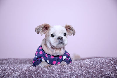 Close-up portrait of a dog