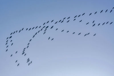 Low angle view of birds flying against clear sky