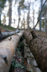 Close-up of log in forest