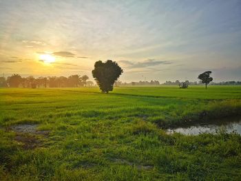 Scenic view of field against sky during sunset