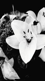 Close-up of flowers