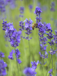 Close-up of bee pollinating on purple flowering plant