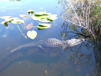 Side view of an alligator in water