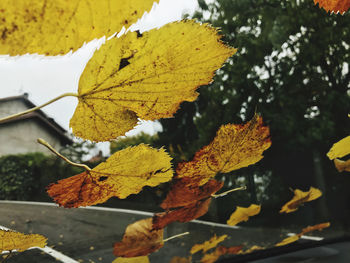 Close-up of yellow maple leaves on water